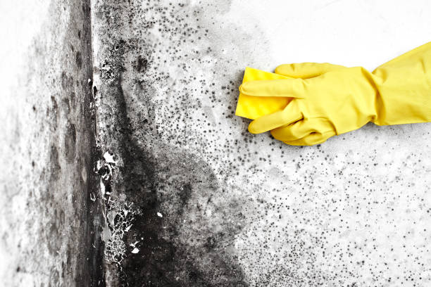 Mold Odor Removal Services in Holly Springs, MS